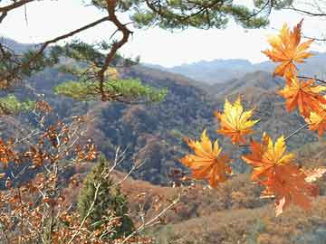 魅影直播盘点：秘闻10个细节真相，主持人上榜理由异常令人沉沦其中